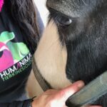 HUMANIMAL